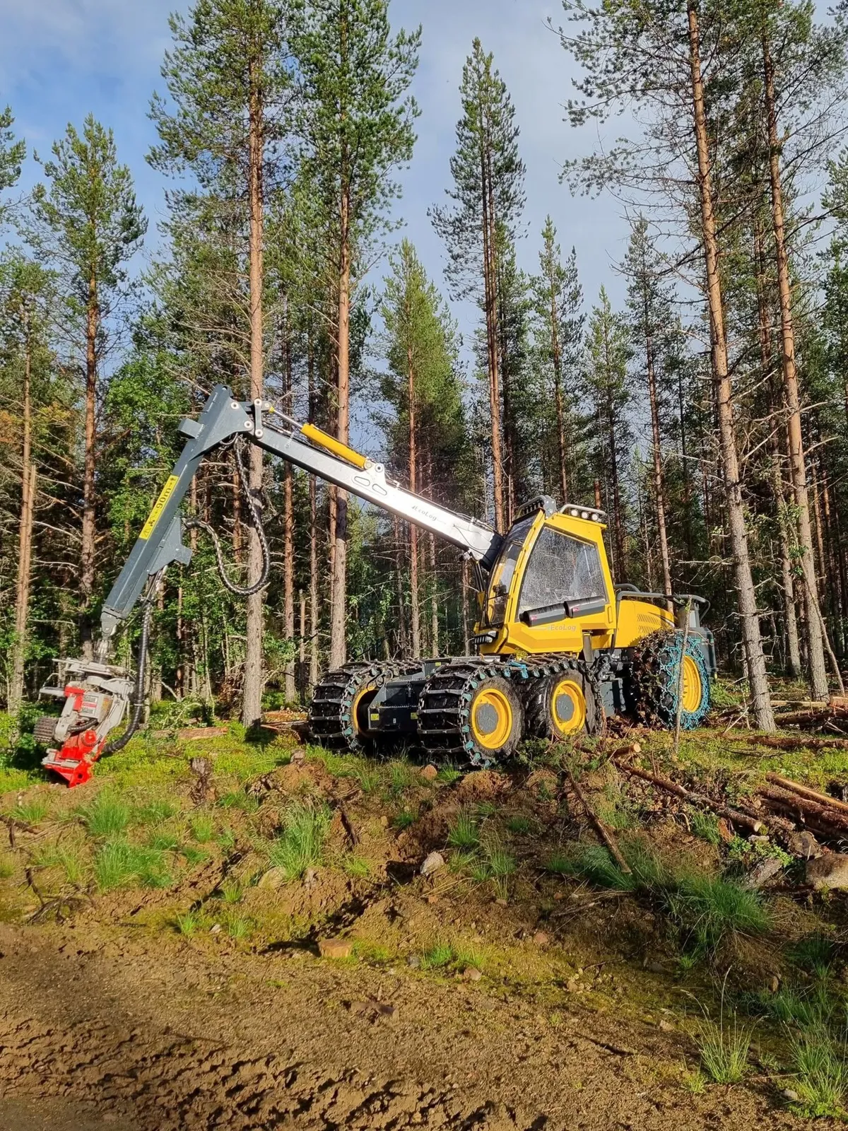 Gul Ecolog-skördare med rött aggregat bland höga tallar