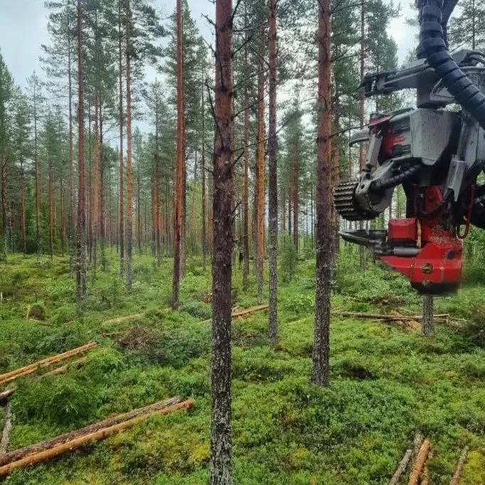 Gallrad tallskog med skördarens aggregat i förgrunden