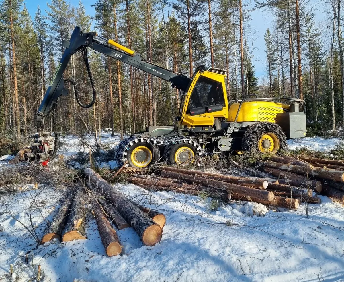Skördare i snötäckt tallskog med kapade stockar